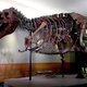 Illustration for article titled Field Museum Officials Announce Long-Awaited Pregnancy Of Prized T-Rex
